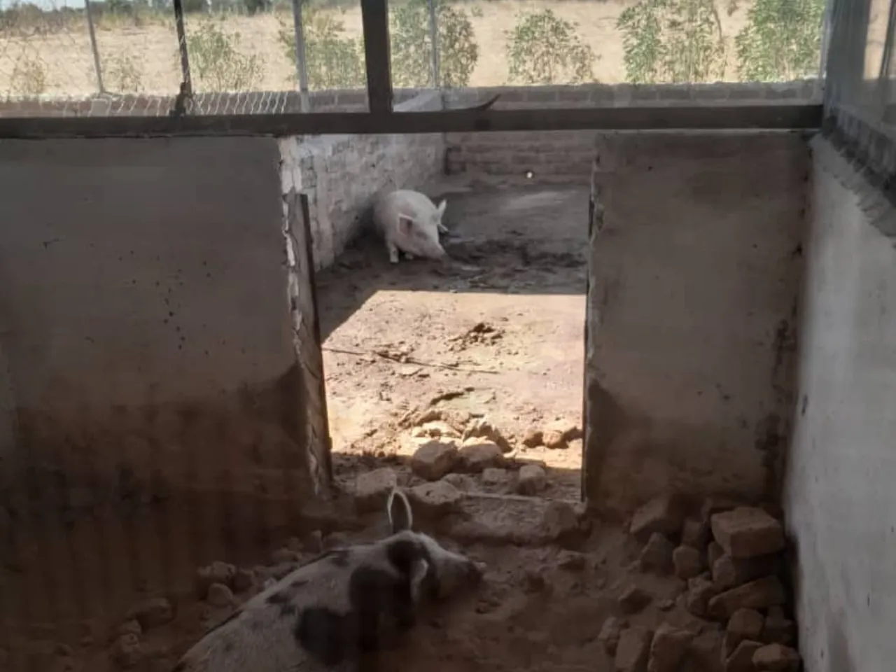 Vue réelle d’une case couverte de la ferme