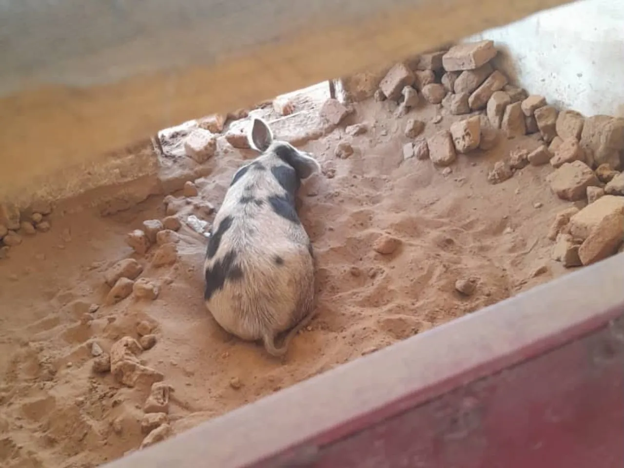 Porc tacheté photographié dans une case réelle